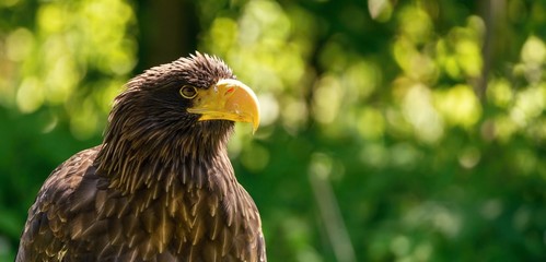Portrait of big male sea eagle on green background