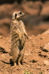 Fototapeta premium Single male Surikata on guard
