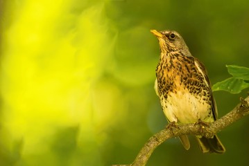 Single thrush bird sits on branch