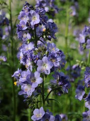 blue flowers of Jacob's ladder plant