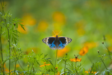 Butterfly perching on Flower (The Blue Pansy Butterfly)