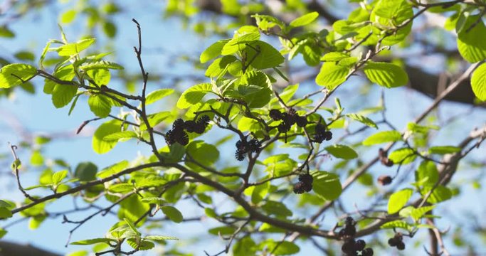 still shot of alder spring leaves from below, 4k 60fps prores footage