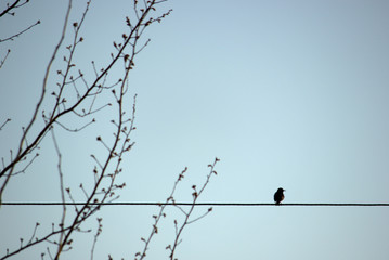 bird on the wire