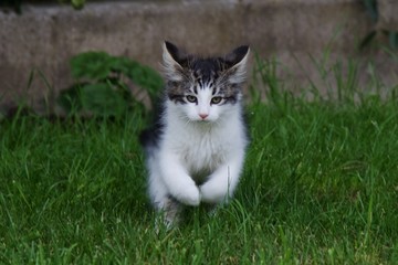 Cute kitten