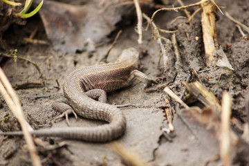 Lizard
