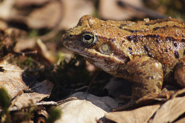 Frog