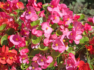 Eisbegonien, Semperflorens-Begonien