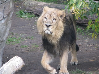 lion