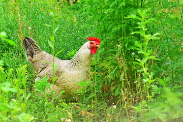 Free-range hen with red crest roaming in the backyard grass