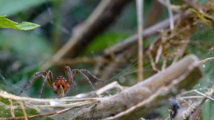 Male Agelena Labyrinthica With Prey