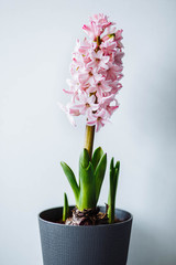 beautiful pink hyacinth in a gray pot on a white background close-up