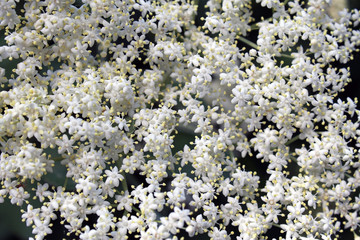 Holunderblüten