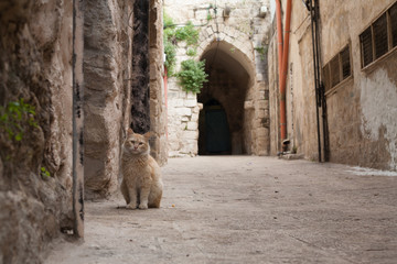 Gatto Rosso per le vie di Nablus