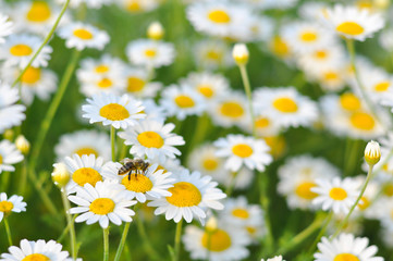 Beautiful daisy flower in the grass in springtime. Chamomile field flowers background. Herbal plants chamomile in the wild