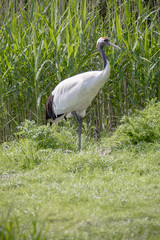 Grue en bordure d'un plan d'eau