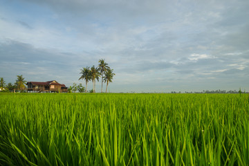 View of paddy field during sunrise in Sungai Besar, a well known place as one of the major rice supplier in Malaysia.