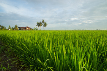 View of paddy field during sunrise in Sungai Besar, a well known place as one of the major rice supplier in Malaysia. © ShaifulZamri