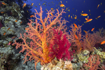 soft coral 