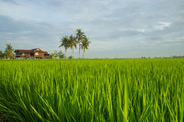 View of paddy field during sunrise in Sungai Besar, a well known place as one of the major rice supplier in Malaysia.
