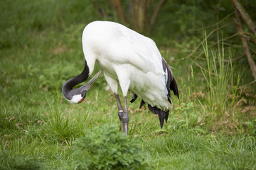 Grue en bordure d'un plan d'eau