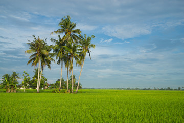 View of paddy field during sunrise in Sungai Besar, a well known place as one of the major rice supplier in Malaysia. © ShaifulZamri