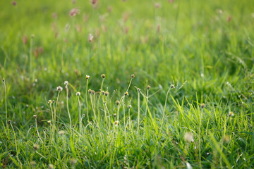green grass flower field
