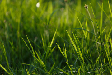Fototapeta premium green grass flower field