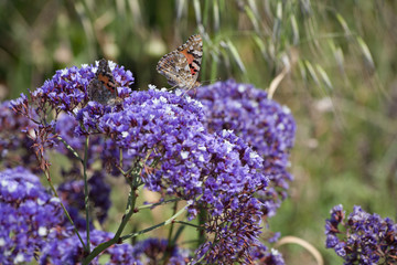 Spring and Butterflies