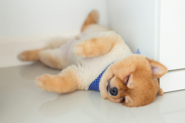 Fototapeta na wymiar pomeranian puppy dog sleeping in home