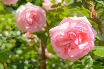 Obraz premium Schöne Rosen im Garten mit grossen Blüten bei Sonnenlicht 