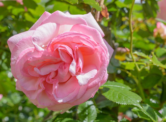 Rosenblüte in pink 