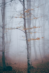 Fairy tale foggy forest
