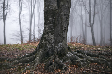 Obraz premium Tree with big roots in foggy forest