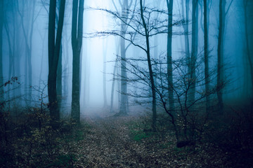 Blue fog in spooky forest