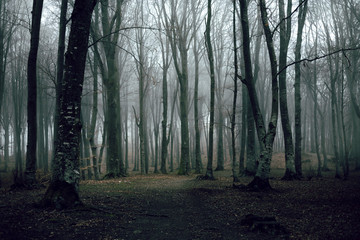 Creepy trail in foggy forest