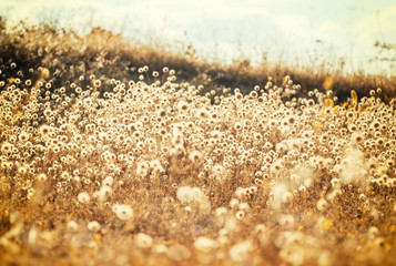 Field plants in backlight, natural background and texture