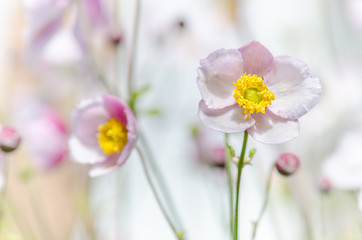 Pale pink flower Japanese anemone, close-up