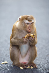 Macaque sits on the asphalt, eat banana, monkey hill, Phuket