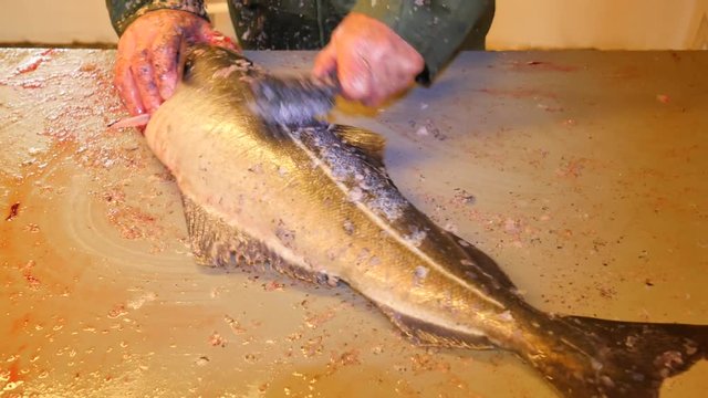 Cod, the coalfish. Quick removing of scales with a wire brush on a filing table. View of strong male hands working with sea fish. Removed scales and blood on the table.