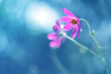 Fototapeta na wymiar Purple cosmos flowers on a blue background. Artistic image of flowers. Selective focus.