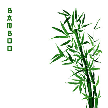 Bamboo green tree japanese plant or tree. Traditional sumi painting vector illustration for wallpaper or healthy therapy cosmetic products design