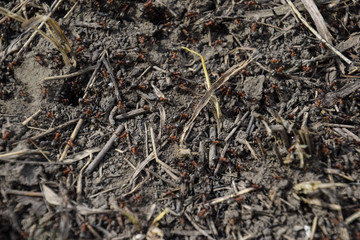 Ordinary ants on an anthill
