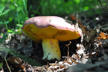 Rare and protected mushrooms in the forest.(Boletus regius). Great edible porcini mushroom. 