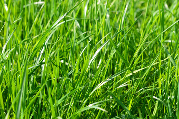 Green grass as a background