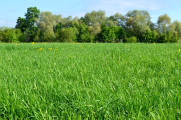 Green meadow with yellow flowers and trees