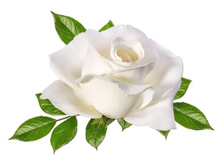 Fototapeta premium Biała Róża na białym tle