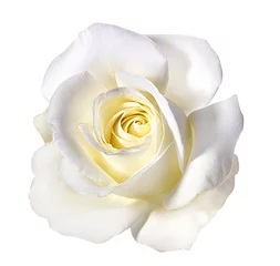 Cercles muraux Roses rose blanche isolée sur blanc