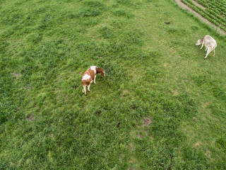 Fototapeta premium Aerial view of cows