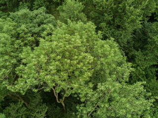 Close up aerial view of tree top
