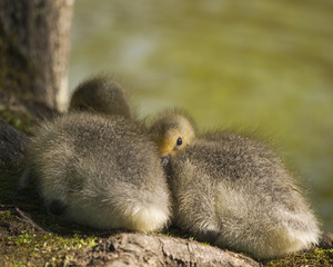 Goslings
